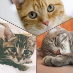 猫好き必見！茶トラ・キジトラ・サバトラの違い