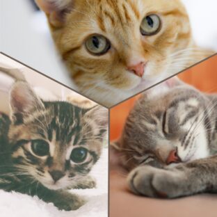 猫好き必見！茶トラ・キジトラ・サバトラの違い