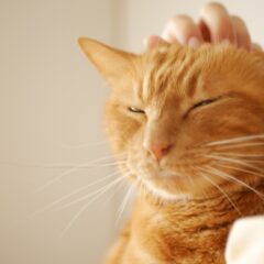 猫が触られてうれしい部位と喜んでいるサインとは？