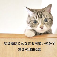 なぜ猫はこんなにも可愛いのか？驚きの理由5選