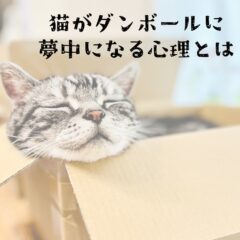 猫がダンボールに夢中になる心理とは