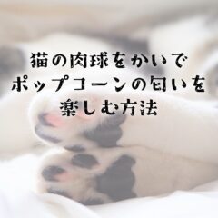 猫の肉球を嗅いでポップコーンの匂いを楽しむ方法