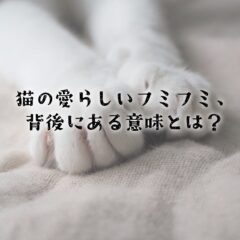 猫の愛らしいフミフミ、背後にある意味とは？