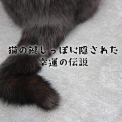 猫の鍵しっぽに隠された幸運の伝説