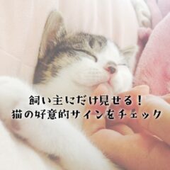 飼い主にだけ見せる！猫の好意的サインをチェック