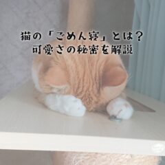 猫の「ごめん寝」とは？可愛さの秘密を解説