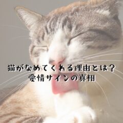 猫が舐めてくれる理由とは？愛情サインの真相