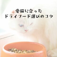「愛猫に合ったドライフード選びのコツ」
