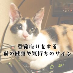 香箱座りをする猫の健康や気持ちのサイン
