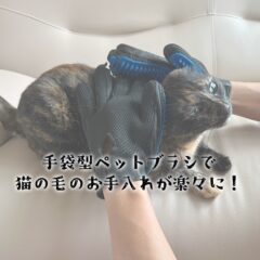 手袋型ペットブラシで猫の毛のお手入れが楽々に！