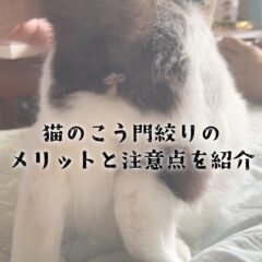 「猫の肛門絞りのメリットと注意点を紹介」