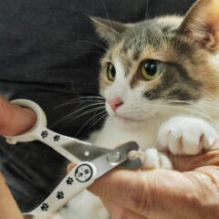 簡単！猫の爪切りの正しいやり方とコツ