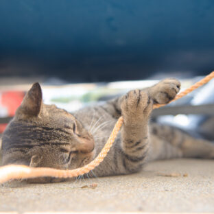 なぜ猫は紐が好き?行動の裏側を解説