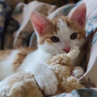 猫とぬいぐるみ：癒しの関係性を探る