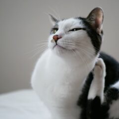 猫の耳ダニが増える理由と予防法まとめ