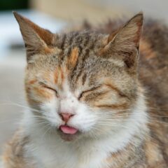 どうして猫は舌をしまい忘れるのか？