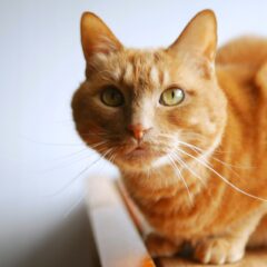 「猫があなたに上目遣いする理由と心情」