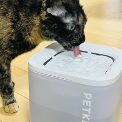 猫が喜ぶ！ペット用給水機の選び方ガイド
