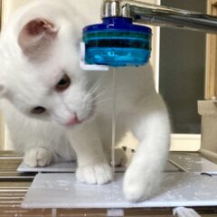 猫が水を避ける理由とその心理的背景