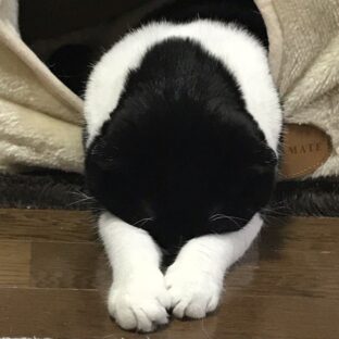 猫の「ごめん寝」とは？可愛い姿の理由を解説