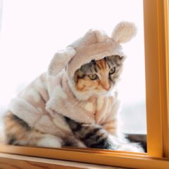 初めての猫服！選び方と馴らし方を解説