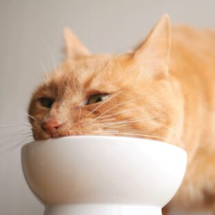 「猫がごはんハイになる理由とは?」