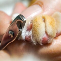 猫の爪切りが楽になる！プロのコツ紹介