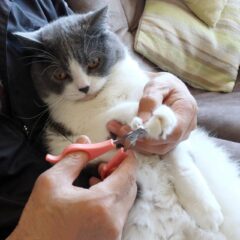 簡単！猫の爪切りを嫌がらせず行う方法