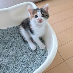 猫トイレを清潔に保つための洗い方