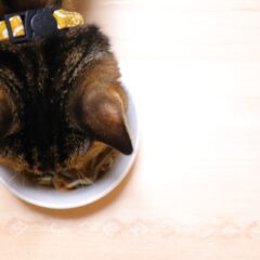 食欲の秋！猫の健康を守る食事法