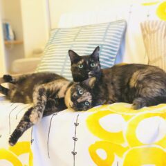 さびねこは甘えん坊か？性格の真実を探る