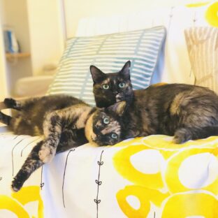 さびねこは甘えん坊か?性格の真実を探る