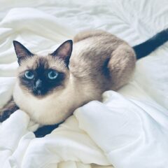 猫がスフィンクス座りをする時の気持ちを知ろう！