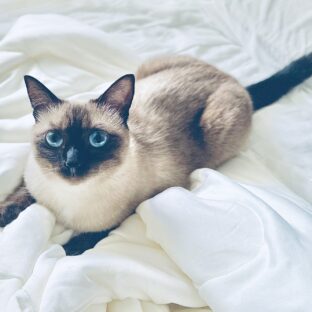 猫がスフィンクス座りをする時の気持ちを知ろう!