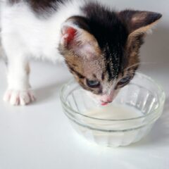猫用ミルクの種類別！愛猫が喜ぶ選び方