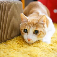 家庭でできる！猫と一緒の虫退治術