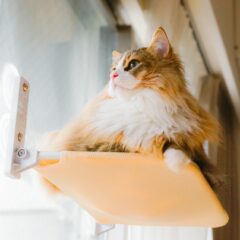 家猫の外眺めが生活に与える影響