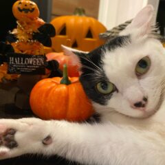 猫がかぼちゃを食べても大丈夫？安全性を解説