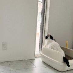 猫のトイレハイを理解！行動の背景と対処法
