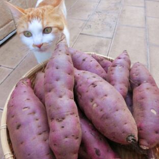 猫がさつまいもを食べても大丈夫？専門家の見解
