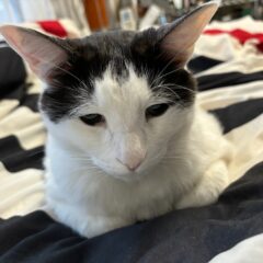 ハチワレ猫のオスの性格とは？魅力と特徴を解説