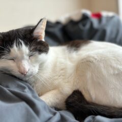 ハチワレ猫の性格、オスとメスで何が違う？