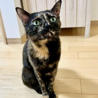 さび猫の性格を知ろう！愛らしさの秘密