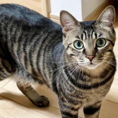 「キジトラのぬくもり」