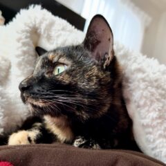 「さびねこの魔法」