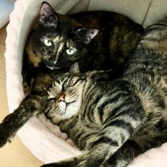 猫の性格はオスとメスでどう変わる？