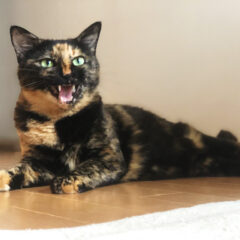 「希少なサビ猫オスの魅力と特徴とは」