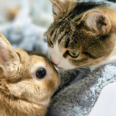 猫とうさぎの相性を知ろう！飼う前のポイント