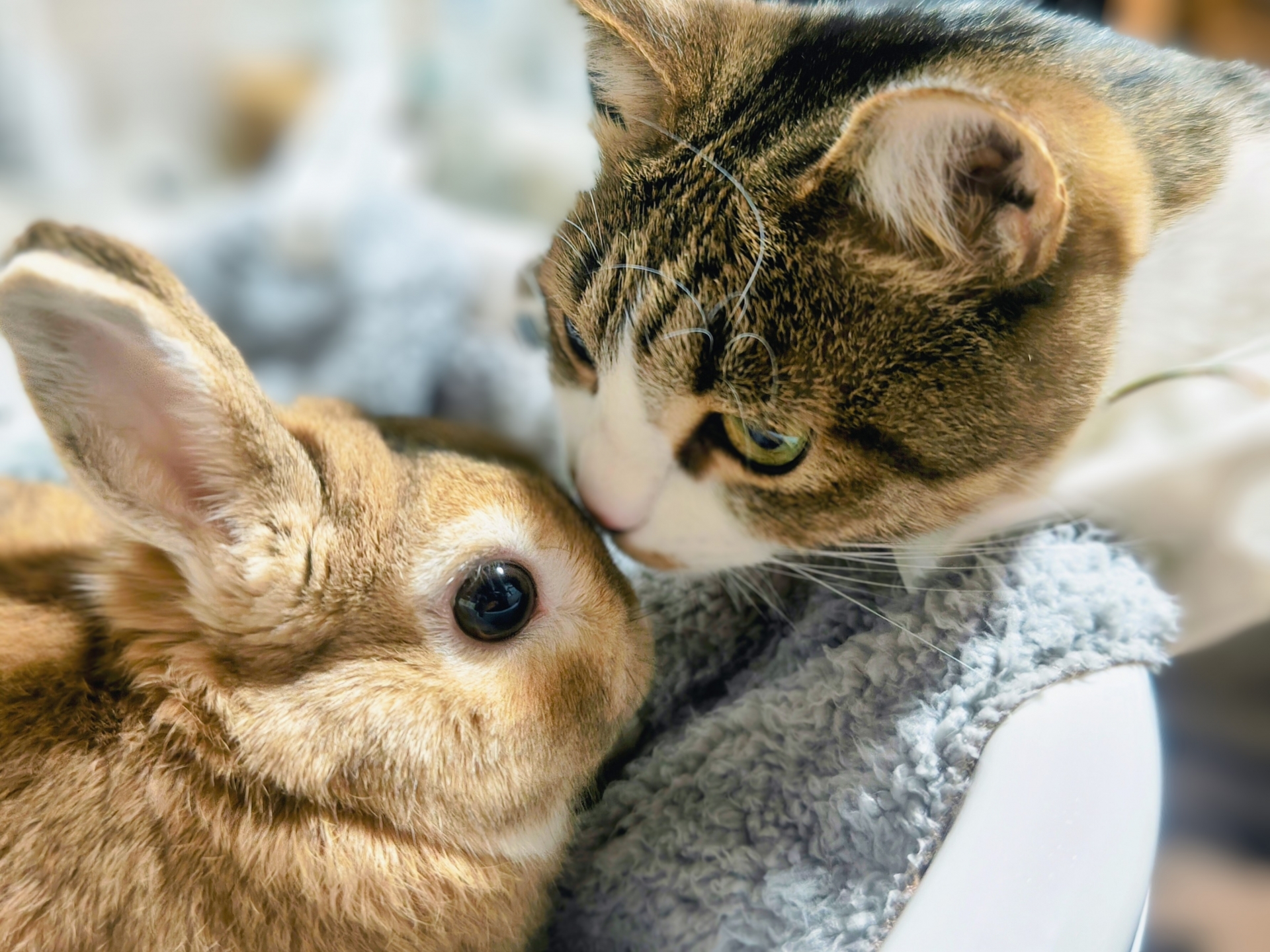 猫とうさぎの相性を知ろう！飼う前のポイント | あむーる＊びじゅ