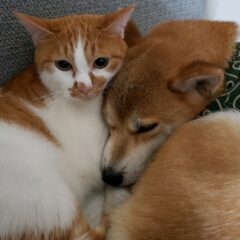 「猫と犬を仲良く育てるための重要ポイント」